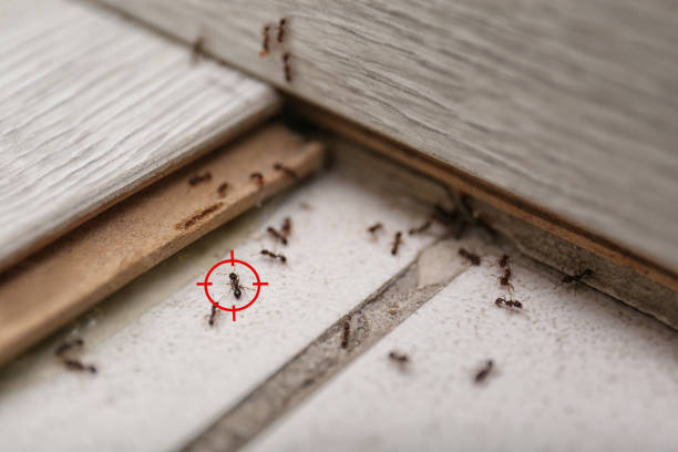 Best Residential Pest Control  in Chimayo, NM