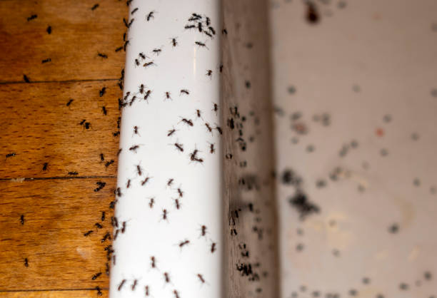 Best Exterminator Services  in Chimayo, NM