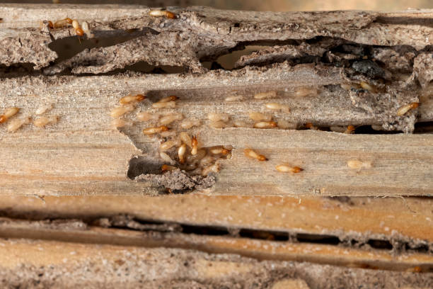Best Termite Control Services  in Chimayo, NM