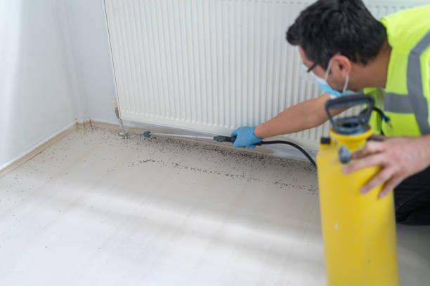 Best Local Pest Control Services  in Chimayo, NM