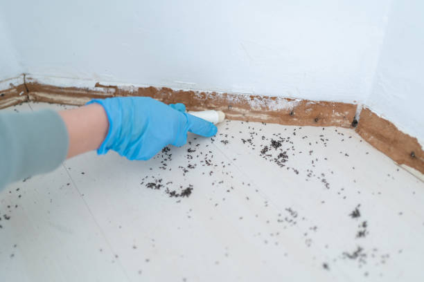 Reliable Chimayo, NM Pest Control Solutions