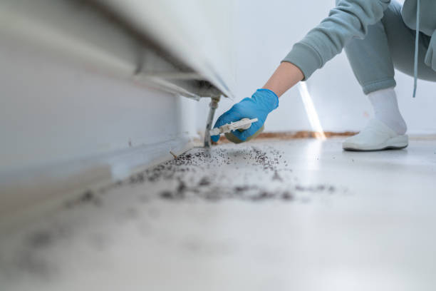 Best Best Pest Control Companies  in Chimayo, NM